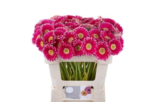 Gerbera mini Twiggy