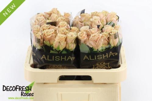 Rosa grootbloemig overig