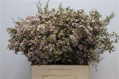 Chamelaucium uncinatum 'Orchid'