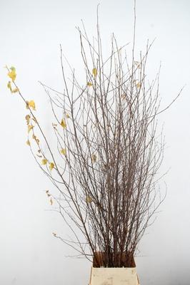 Betula