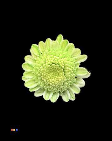 Chrysanthemum Indicum Grp tros kas kleurbehandeld H%