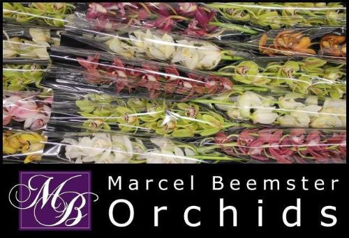 Cymbidium mini per tak gemengd