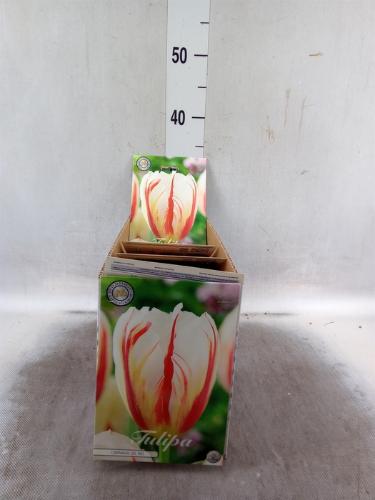 Tulipa (bol)