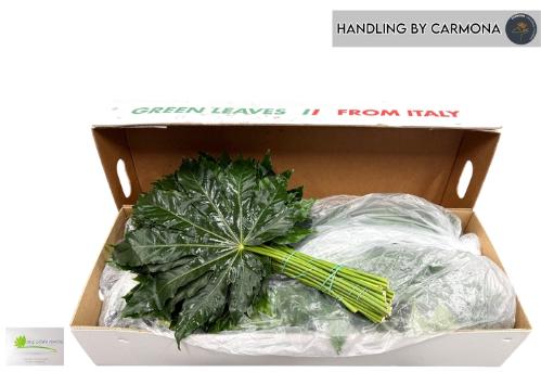 Fatsia japonica (blad)
