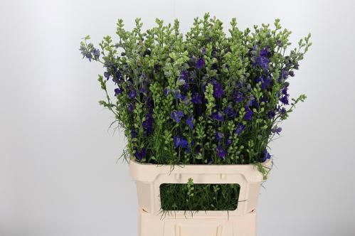 Consolida regalis 'Qis Dark Blue'