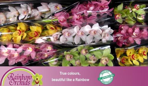 Cymbidium grootbloemig per tak gemengd