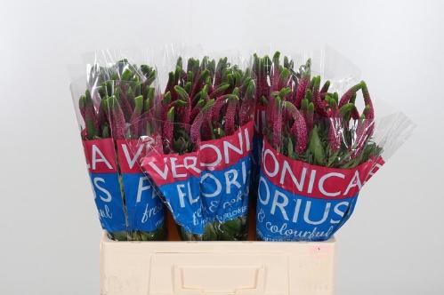 Veronica Smart Iselle