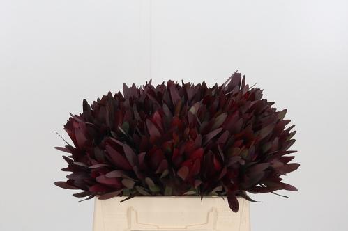 Leucadendron 'Safari Sunset'
