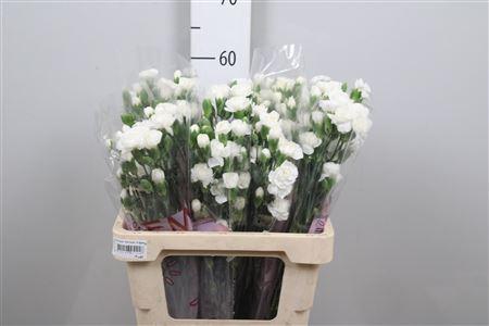 Dianthus tros Blanquita