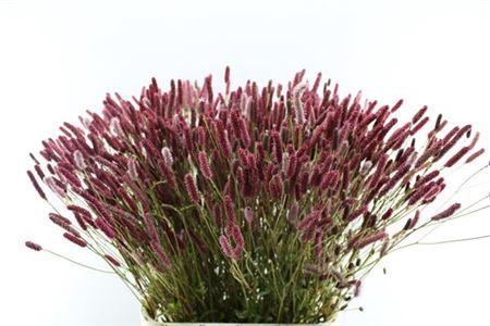 Sanguisorba 'Blackthorn'