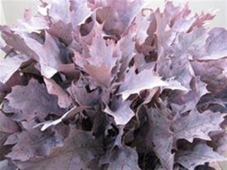 Quercus rubra kleurbehandeld H%