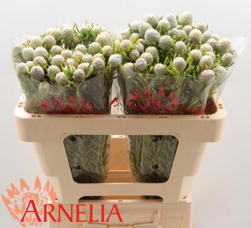 Leucadendron linifolium 'Jade Pearl'