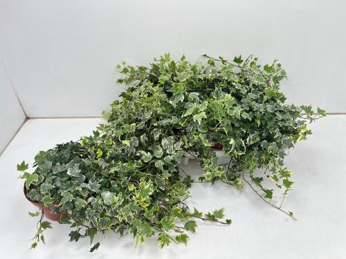 Hedera helix 'White Ripple'