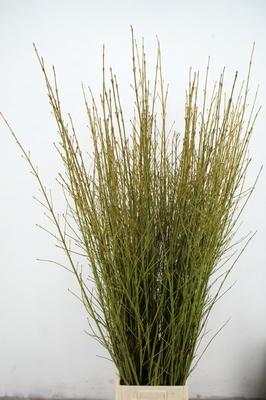 Cornus stolonifera 'Flaviramea'