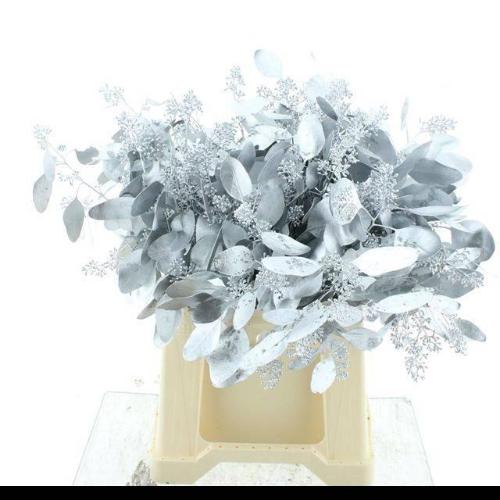 Eucalyptus polyanthemos (fruit) kleurbehandeld per bos H%