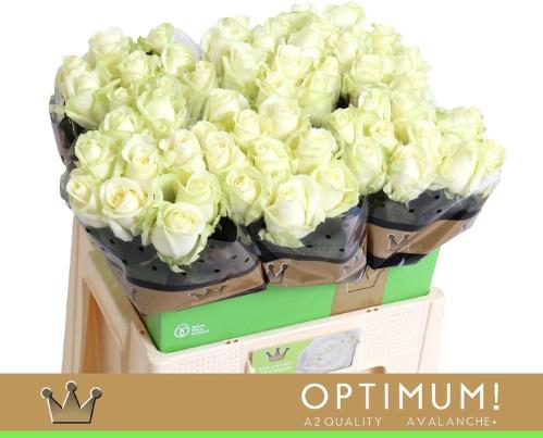 Rosa grootbloemig Avalanche+