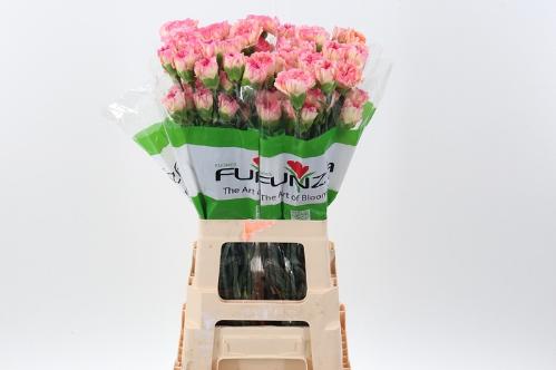 Dianthus standaard Maracuya