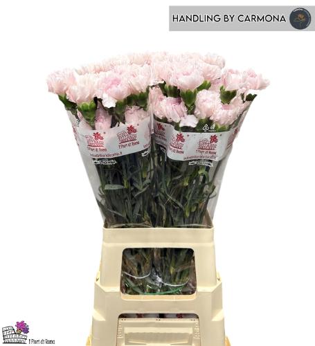 Dianthus standaard Bridal Damascus