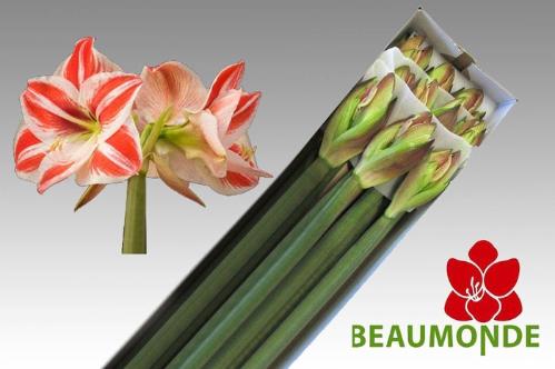 Hippeastrum Galaxy Grp 'Superstar'