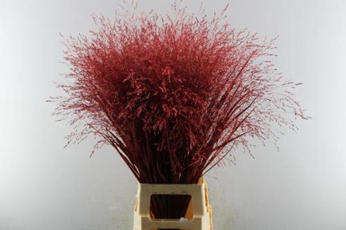 Siergras kleurbehandeld H%