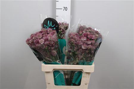 Astrantia major 'Roma'