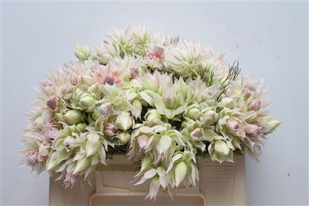 Serruria florida Pretty N White