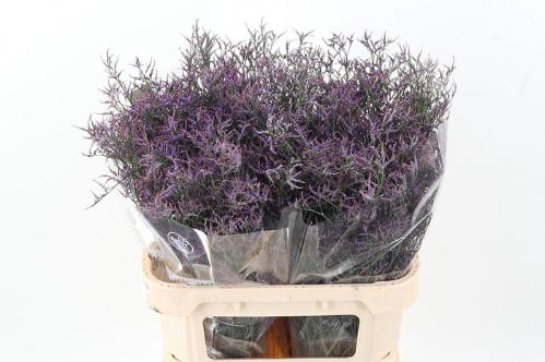Limonium Safora Dark Blue