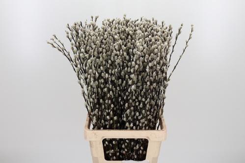 Salix caprea 'Snow Flake'
