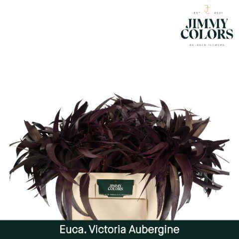 Eucalyptus globulus kleurbehandeld H%