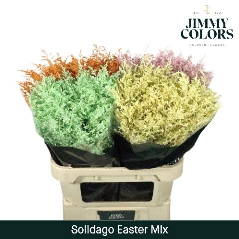 Solidago kleurbehandeld H%