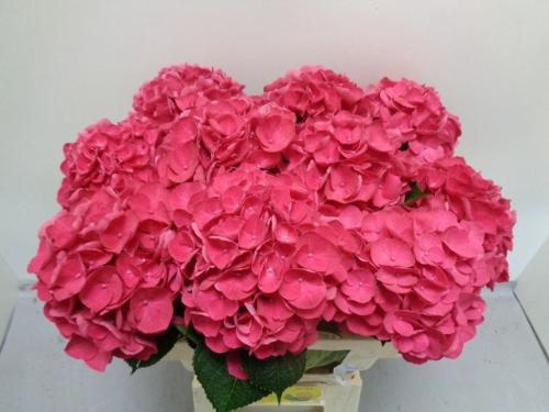 Hydrangea macrophylla Royal Opera