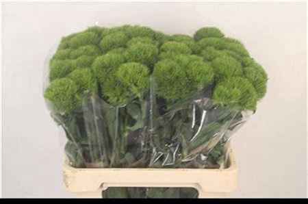 Dianthus barbatus Kiwi Mellow