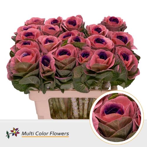 Brassica oleracea kleurbehandeld H%