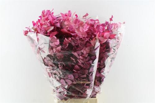 Eucalyptus kleurbehandeld per bos H%