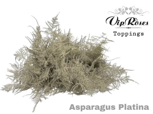 Asparagus overig kleurbehandeld H%