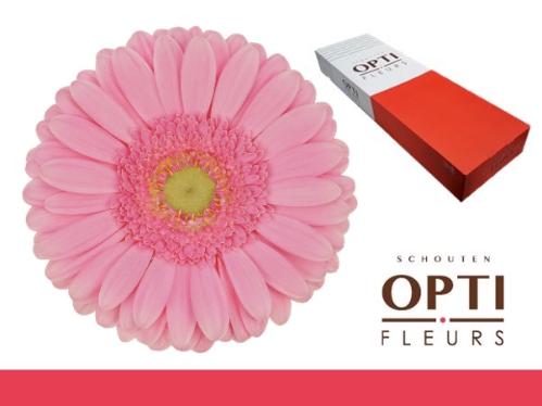 Gerbera grootbloemig Glossy