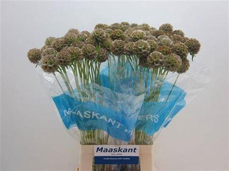 Scabiosa stellata ( zaaddoos)