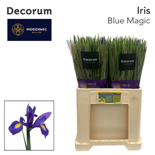 Iris (Hollandse Iris Grp) 'Blue Magic'