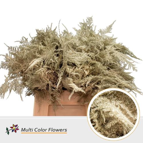 Asparagus overig kleurbehandeld H%