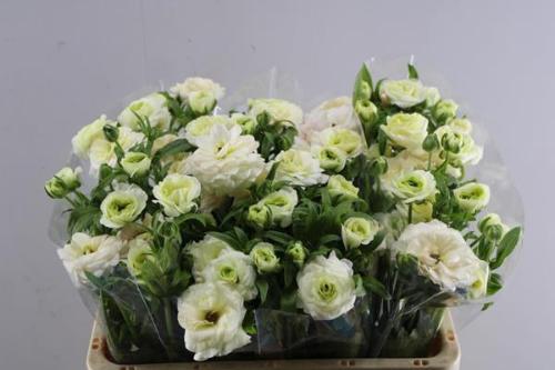 Ranunculus cortusifolius Magical Mascarpone