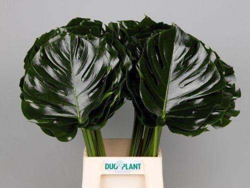 Monstera (blad)