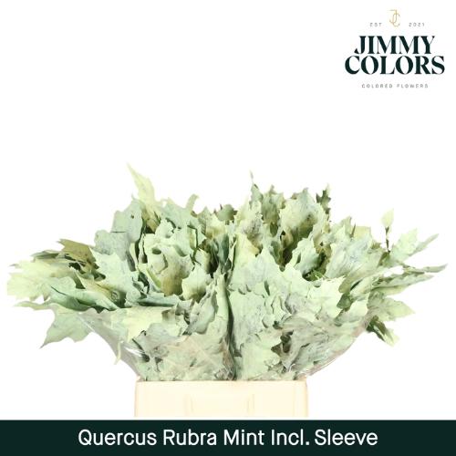 Quercus rubra kleurbehandeld H%