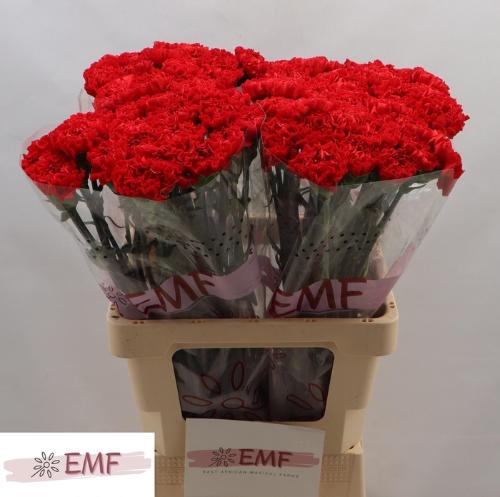 Dianthus standaard Cortes