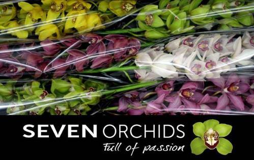 Cymbidium grootbloemig per tak gemengd