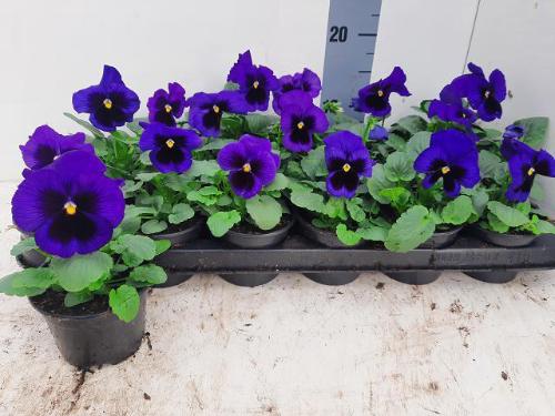Viola x wittrockiana Delta F1 Blue with Blotch