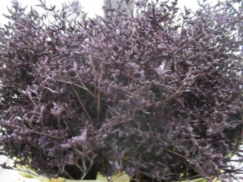 Limonium overig kleurbehandeld H%