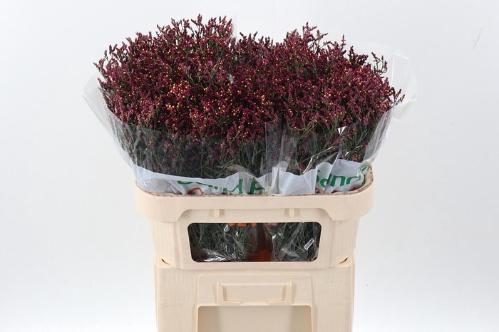 Limonium sinensis Scarlet Diamond