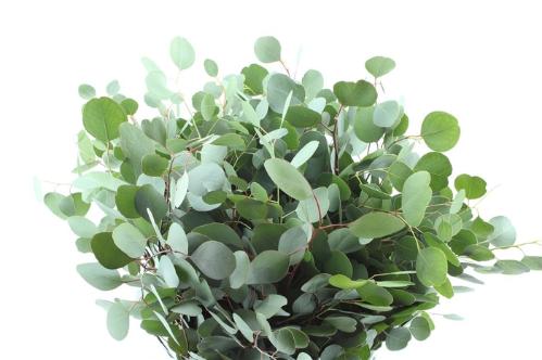Eucalyptus per bos polyanthemos