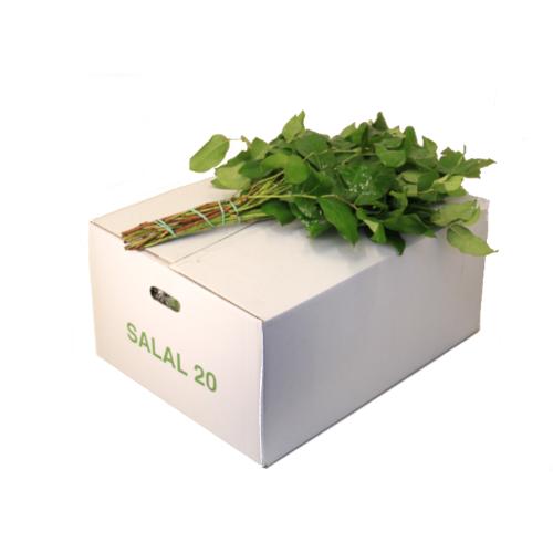 Gaultheria shallon per bos