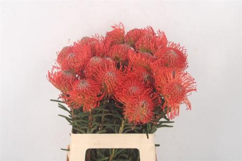 Leucospermum cordifolium 'Succession'